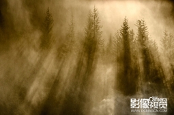 摄影诀窍一招鲜 如何捕捉透过树林的光线